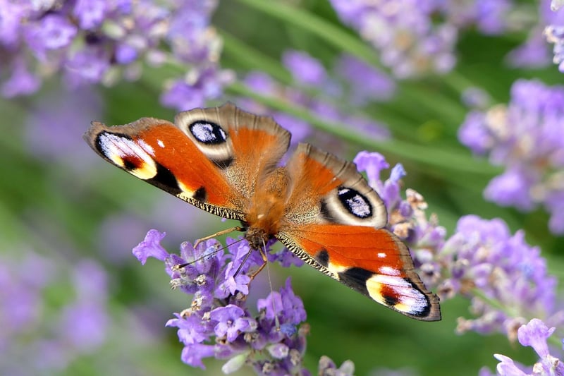 Butterfly Effect Management
